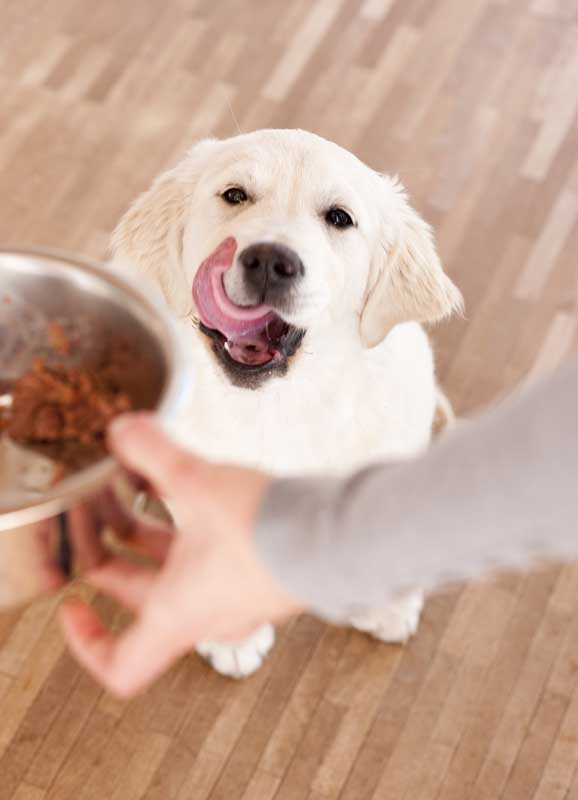 Mars - Hunde bevorzugen Futter mit hohem Fettanteil