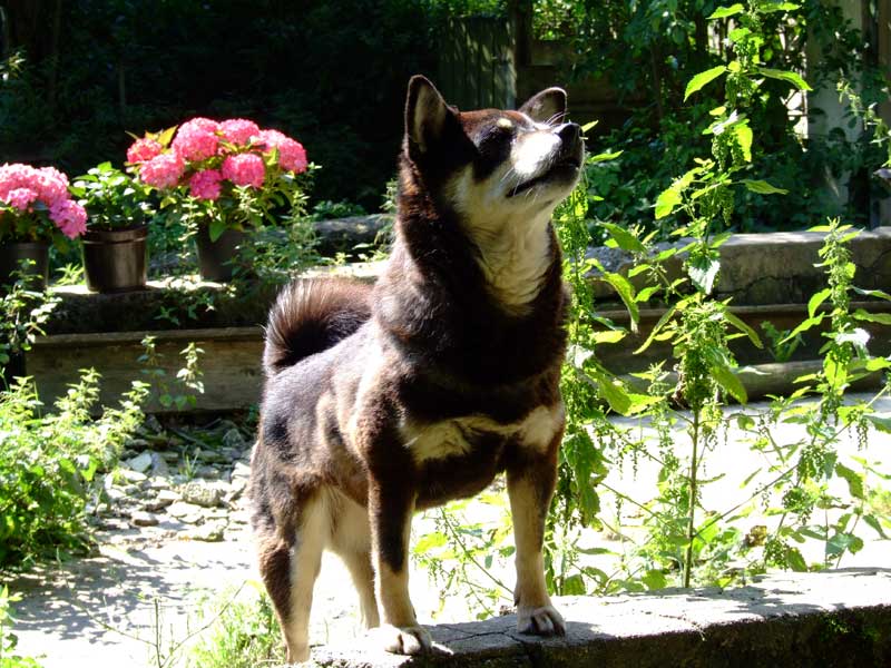 Hund im Garten. Foto: Siegfried Bellach