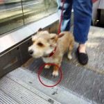 Tasso - Keine Hunde auf der Rolltreppe