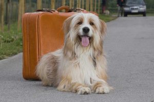 Mit dem Hund auf Reisen (Foto: Andrea Klostermann/BfT)