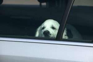 Tödliche Hitzefalle: Jedes Jahr sterben Hunde im Sommer im aufgeheizten Auto, weil Tierhalter die Gefahr unterschätzen (Foto: © TASSO e.V.)