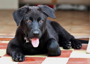Züchter und Hundebesitzer können mittels Entwurmung ihre Hunde vor den gesundheitlichen Folgen durch Wurmbefall schützen