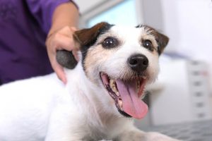 Auch Kurzhaar-Rassen wie dieser Jack Russell-Terrier brauchen regelmäßig Fellpflege (Foto: © WZF GmbH)