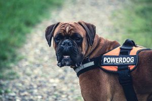 Powerdog: Zu viel Programm führt beim Hund zu Dauerstress