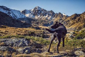 Egal ob Wald, Meer oder die Berge: Urlaub mit Hund liegt im Trend