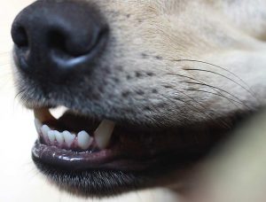 Mangelnde Zahnpflege beim Hund, ein Risiko für die Gesundheit