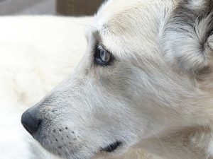 Die Symptome bei Demenz sind für den Hundehalter oftmals schwer einzuordnen
