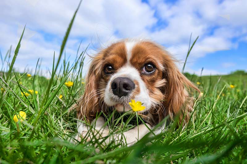 Grasfressen kann bei Hunden zu Infektionen mit Lungenwürmern führen