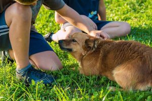 Hund und Kind können sich in der Entwicklung gegenseitig positiv beeinflussen