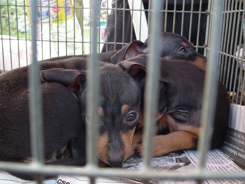 Skrupelloser Welpenhandel von osteuropäischen Hundefarmen (Foto: © VIER PFOTEN)