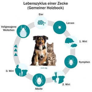 BfT-Lebenszyklus Zecke