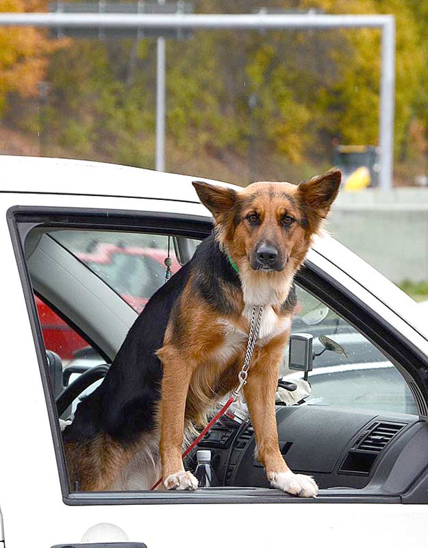 Verkehrsrechtlich gilt ein Hund während der Fahrt als Ladung