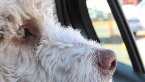 Autos können bei Hitze für Hunde schnell zur lebensbedrohlichen Falle werden