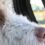 Landespolizeiinspektion Jena: Hund bei sommerlichen Temperaturen im Auto gelassen