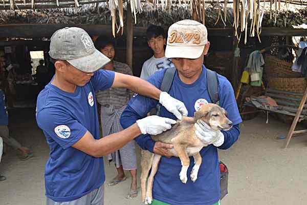 VIER PFOTEN impft über 58.000 Hunde und Katzen in Myanmar (© FOUR PAWS, Mahdi Quatrameez)