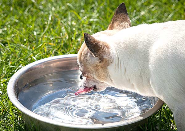 Bei Tieren mit CNE ist die ausreichende Aufnahme von Flüssigkeit besonders wichtig. Daher sollte man ihnen an mehreren Stellen im Haushalt Trinknäpfe mit frischem Wasser anbieten.