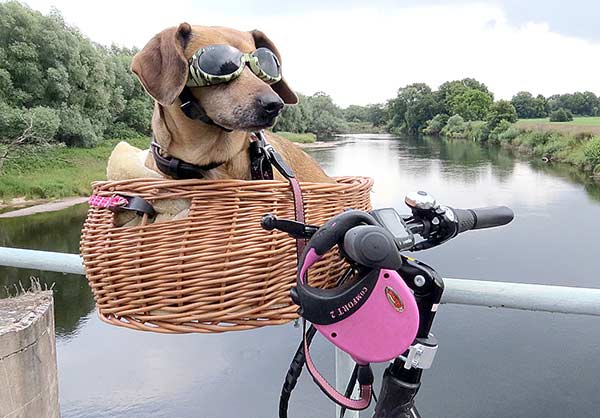 Fahrradtour: Kleine Hunde können ins Körbchen