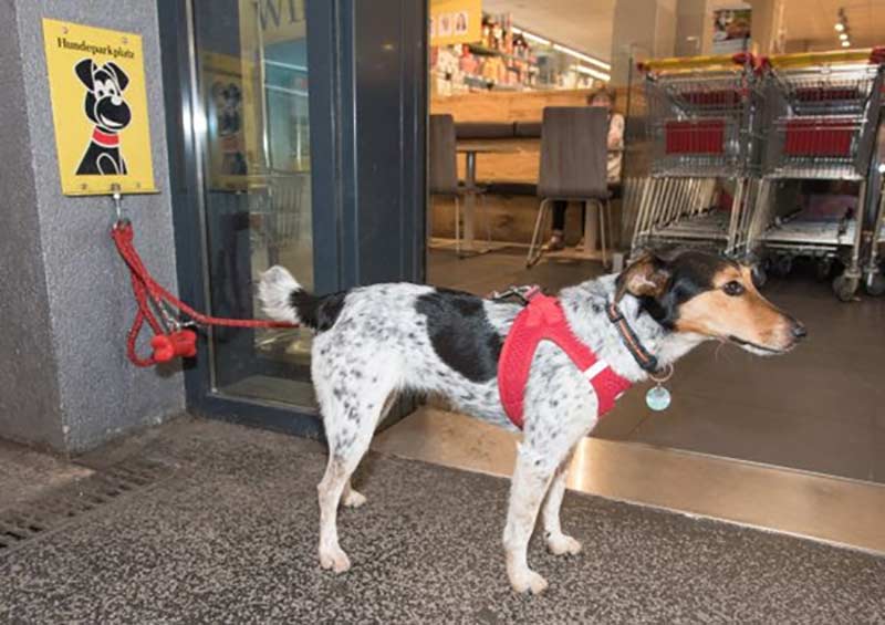Lassen Sie Ihren Hund nicht unbeaufsichtigt vor Geschäften (Foto: © VIER PFOTEN, Tibor Rauch)