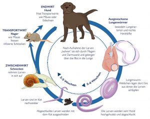 Der Entwicklungszyklus des Lungenwurms ist komplex. Die Übertragung erfolgt über infizierte Nackt- oder Gehäuseschnecken, Mäuse oder Vögel (Grafik: Parasitenportal).