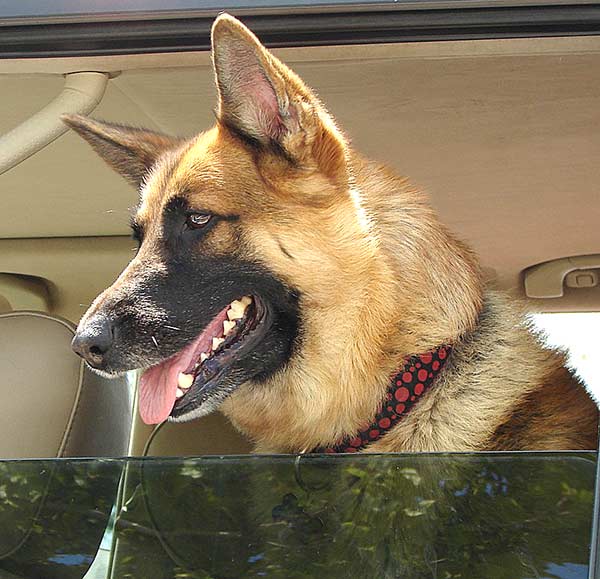 Bei einer Autoreise ist es wichtig, dem Hund Wasser in einem auslaufsicheren Napf anzubieten.