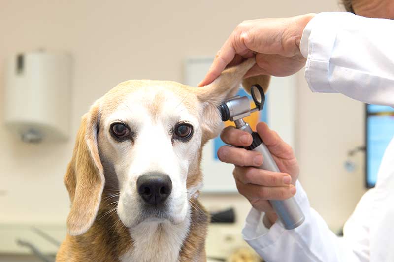Der Blick ins Ohr durch den Tierarzt hilft Probleme abzuklären (Foto: BfT/Adobe/Ivonne Wierink)