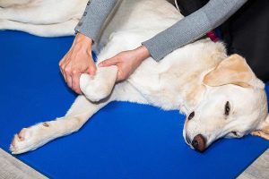 Die Hundephysiotherapie ist heute weit fortentwickelt. Ein kontrolliertes Bewegungstraining und Massagen gehören zum Therapiepaket (Foto: BfT/Adobe).