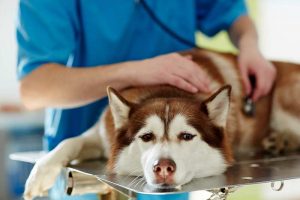 Geht es dem Hund schlecht, sollte der Tierarzt konsultiert werden. Er hat eine Vielzahl von Diagnosemöglichkeiten (Foto: BfT/pressmaster/shutterstock.com).