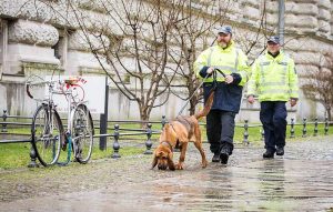 Erfolgreicher Schnüffler: Ein Bloodhound mit seinen Hundeführern von der sächsischen Polizei (Foto: Polizei Sachsen).