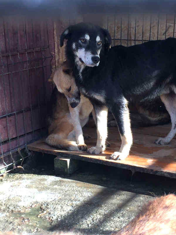 Jedes Jahr werden Zehntausende Hunde in rumänische Tierheime gebracht – die meisten sterben hier (Foto: © PETA Deutschland e.V.)