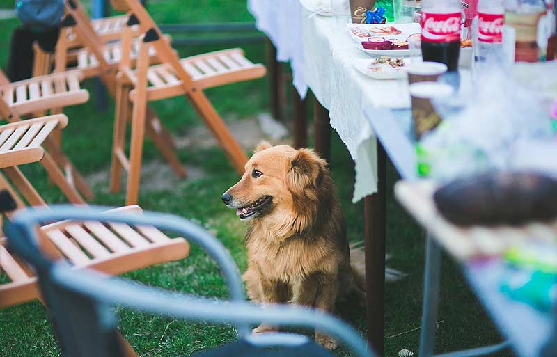 Einer der größten Fehler, die Hundehalter machen können, besteht darin, Hunden vom Tisch aus Speisen zu reichen.