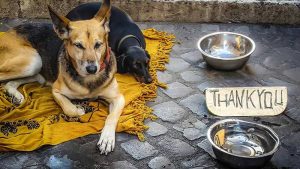 Sozialpartner Hund: Vielen Obdachlosen sind ihre Vierbeiner wichtiger als ein trockener Schlafplatz, wie Aniko Ligeti bei ihrer Untersuchung herausgefunden hat (Foto: pixabay - kirkandmimi)