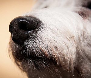 Objektsuche: Kick fürs Hunde-Selbstbewusstsein