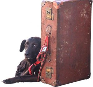 Wer mit seinem Hund auf Reisen gehen will, sollte gut vorbereitet sein