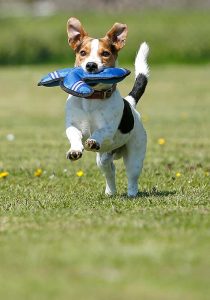 Hund beim Sport (Foto: Heel GmbH)