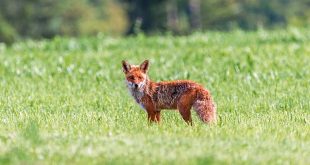 Fuchsräude wird durch Sarkoptes-Milben hervorgerufen. Für Füchse endet die Krankheit oft tödlich.