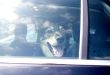 Tödliche Hitzefalle: Jedes Jahr sterben Hunde im Sommer im aufgeheizten Auto, weil Tierhalter die Gefahr unterschätzen (Foto: TASSO e.V.)