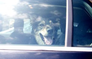 Tödliche Hitzefalle: Jedes Jahr sterben Hunde im Sommer im aufgeheizten Auto, weil Tierhalter die Gefahr unterschätzen (Foto: TASSO e.V.)