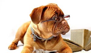Ein Hund im Büro? Was früher unvorstellbar war, ist heute in vielen Unternehmen gang und gäbe (Foto: Wisdom Health – Mars Petcare)