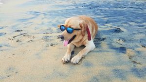 Hunde, die ihre Halter bei Urlaubsreisen nach Süd- und Südosteuropa begleiten, sollten unbedingt vor Leishmaniose geschützt werden.