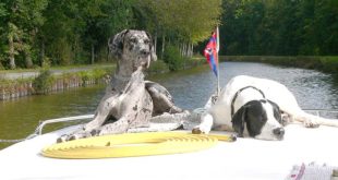 Hausbooturlaub - Freizeitkapitäne bringen ihre Hunde einfach mit an Bord (Foto: ©Locaboat Holidays)