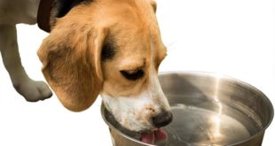 Nicht nur in der Sommerhitze ist eine reichliche Flüssigkeitszufuhr wichtig für Hunde, Katzen und Co.