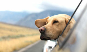 Urlaube und Abenteuer stärken das Verhältnis zwischen Hund und Halter (Foto: Emerson Peters/Unsplash)