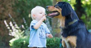 Die richtige Zahnpflege bei Hunden ist wichtig (Foto: © TASSO e.V.)