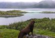 Norwegen: Rätselhafte Hundekrankheit
