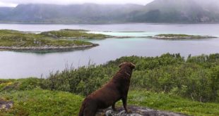 Tödliche Hundekrankheit in Norwegen: Man sollte zurzeit von einer Reise mit Hund in die betroffenen Länder absehen.