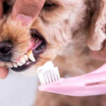 Zahngesundheit beim Hund