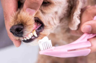 Zahngesundheit beim Hund
