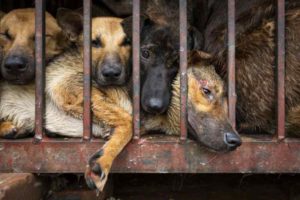 Handel mit Hundefleisch in China