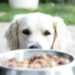 Gesunder Hund: Das A und O ist eine ausgewogene Ernährung