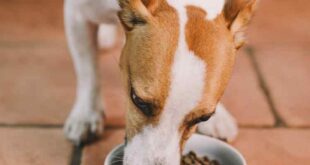 Für kleine Hunde: ‚InsectDog Mini’ von Green Petfood
